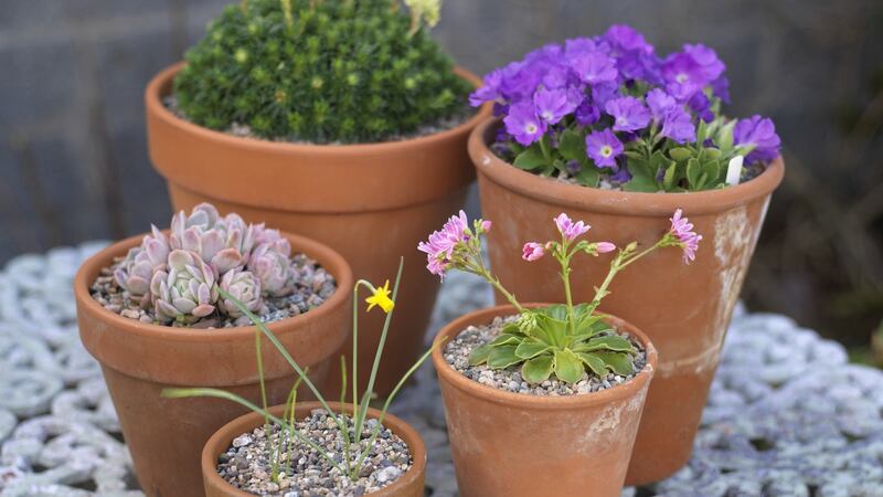 A selection of alpines and rock garden plants i flower in Triona Noonan’s Dublin garden icluding Primula Clarence Elliott, Saxifraga Gregor Mendel, Narcissus Medway Gold and Lewisia cotyledon. Photograph:  Richard Johnston