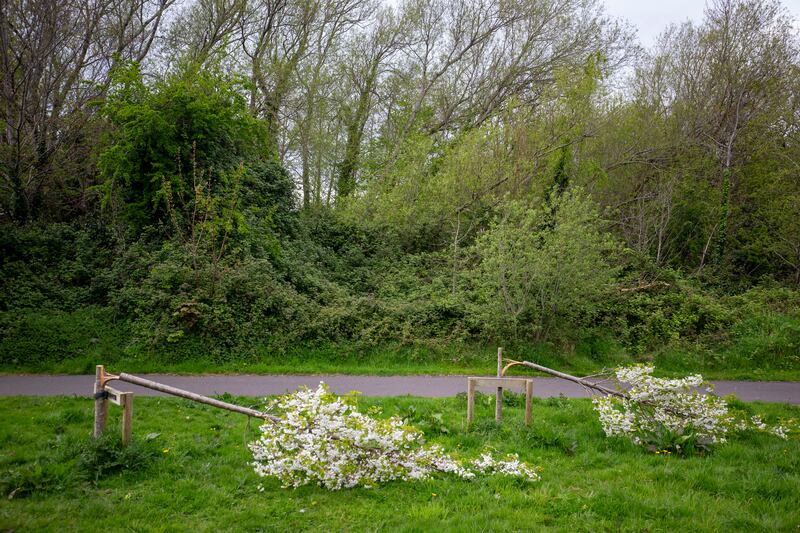 Destroyed cherry blossom trees in Dodder Valley Park. Photograph: Tom Honan