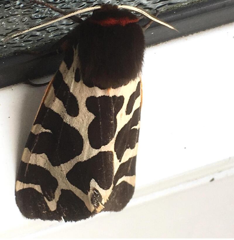 Garden tiger moth