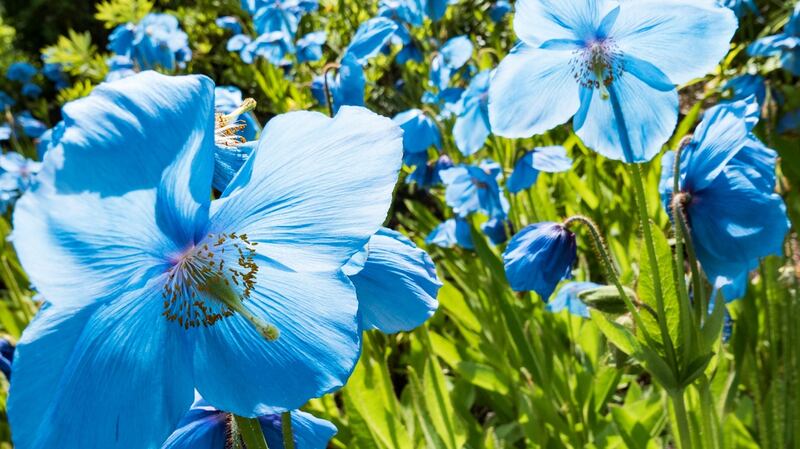 The book includes rare Himalayan poppies (Meconopsis) from the long-gone Slieve Donard Nursery in County Down. Photograph: iStock