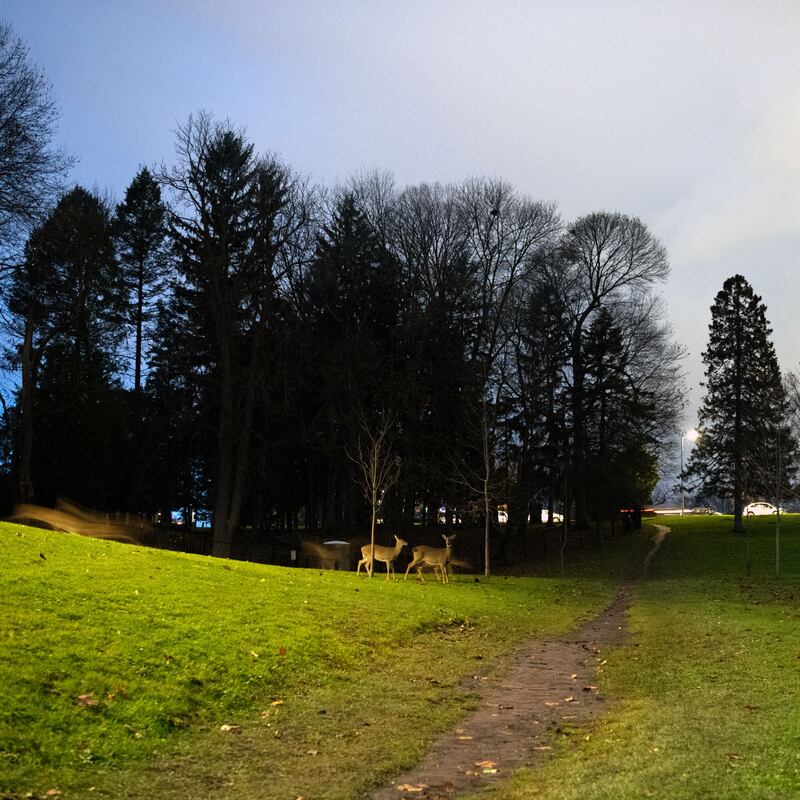 The path in Thornden Park in Syracuse, New York, that Alice Sebold walked before she was raped in 1981. Photograph: Benjamin Cleeton/New York Times
