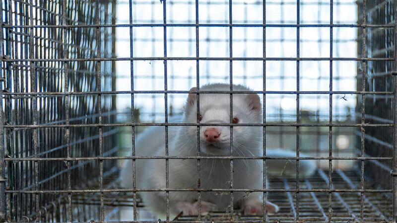 At 91cm by 45cm by 33cm, the cages are slightly larger than EU requirements. At full-size, a mink will measure between 46 and 56cm.