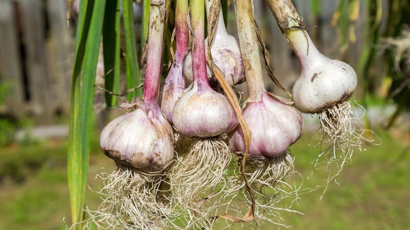Ultra-hardy vegetables such as garlic, onions and shallots can be sown directly outdoors at this time of year.