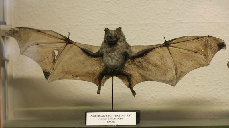 American fruit-eating bat in the Natural History Museum in Dublin. Photograph: Frank Miller