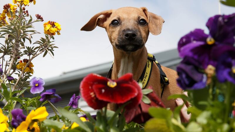 36. Keep an eye on your pets. File photograph: Fran Veale