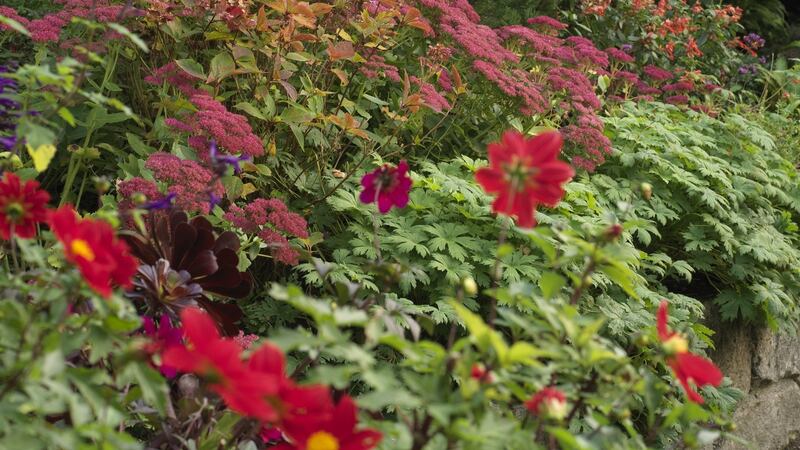 Patthana,  a garden in    Kiltegan Wicklow. Photograph: Richard Johnston