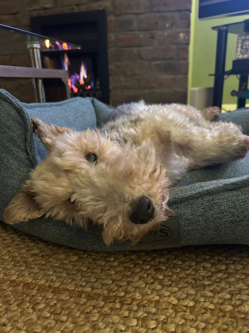 Raggy lazing by the fire