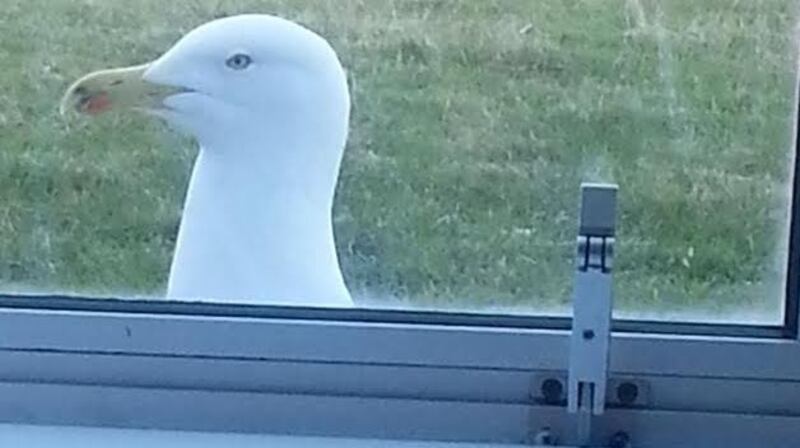 This feathered nuisance stared in my window every day during a previous hospital stay - but only at meal times.