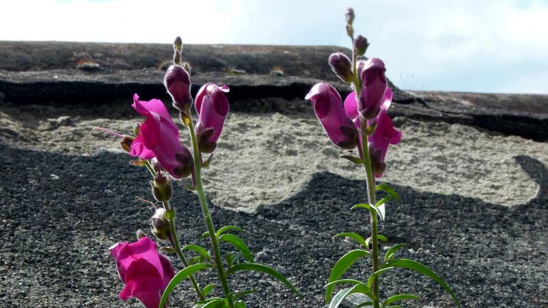 Very common garden escapee, often seen colonising sun-baked old walls, embankments, banks and rock faces, include the pretty snapdragon (Antirrhinum majus). Photograph: iStock