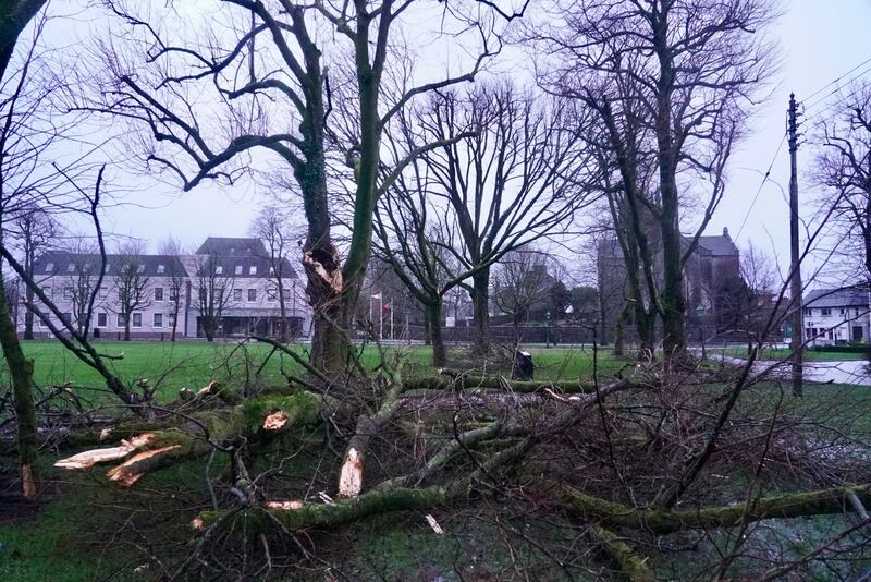 Trees down in Castlebar, Co Mayo, during Storm Éowyn. Photograph: Enda O’Dowd/The Irish Times