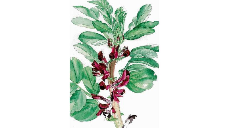 Crimson flowered broad bean, painted by artist Sonia Caldwell