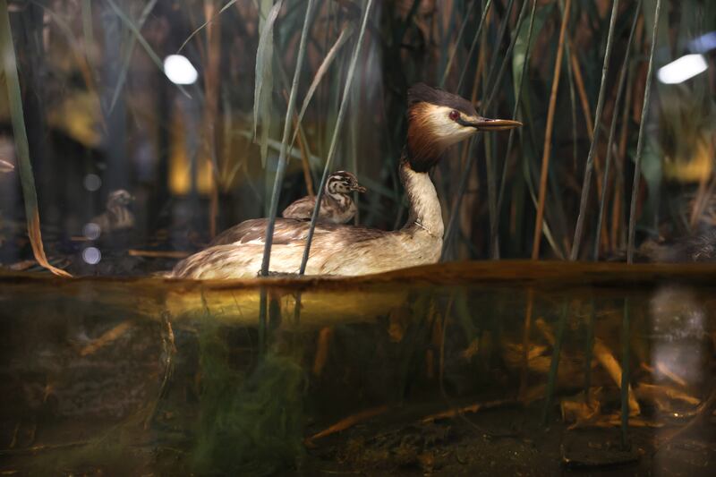 Natural history museums first came into vogue when popular interest in history and science burgeoned during the latter part of the 19th century. Photograph: Dara Mac Dónaill







