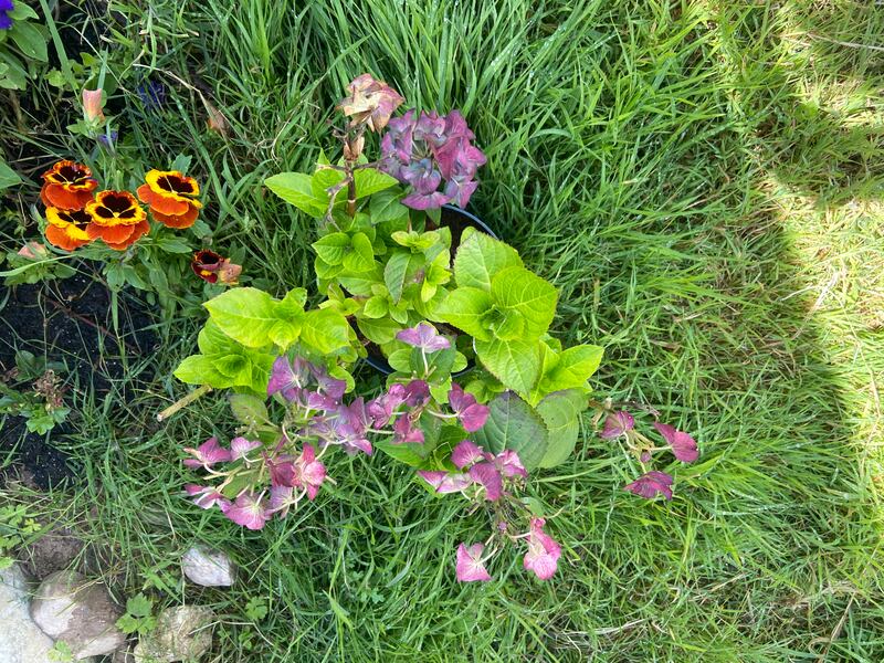 Hydrangea in recovery, Photograph: Jennifer Cosgrove