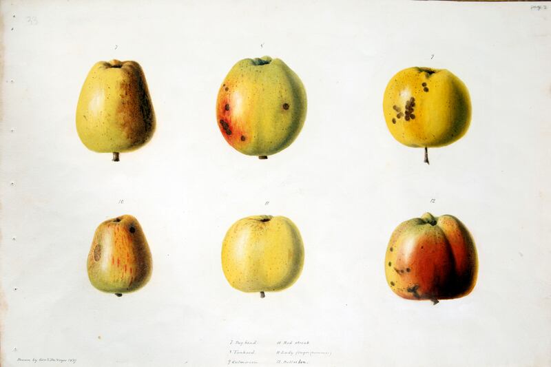 'A collection of apples', watercolour by George Victor du Noyer.

