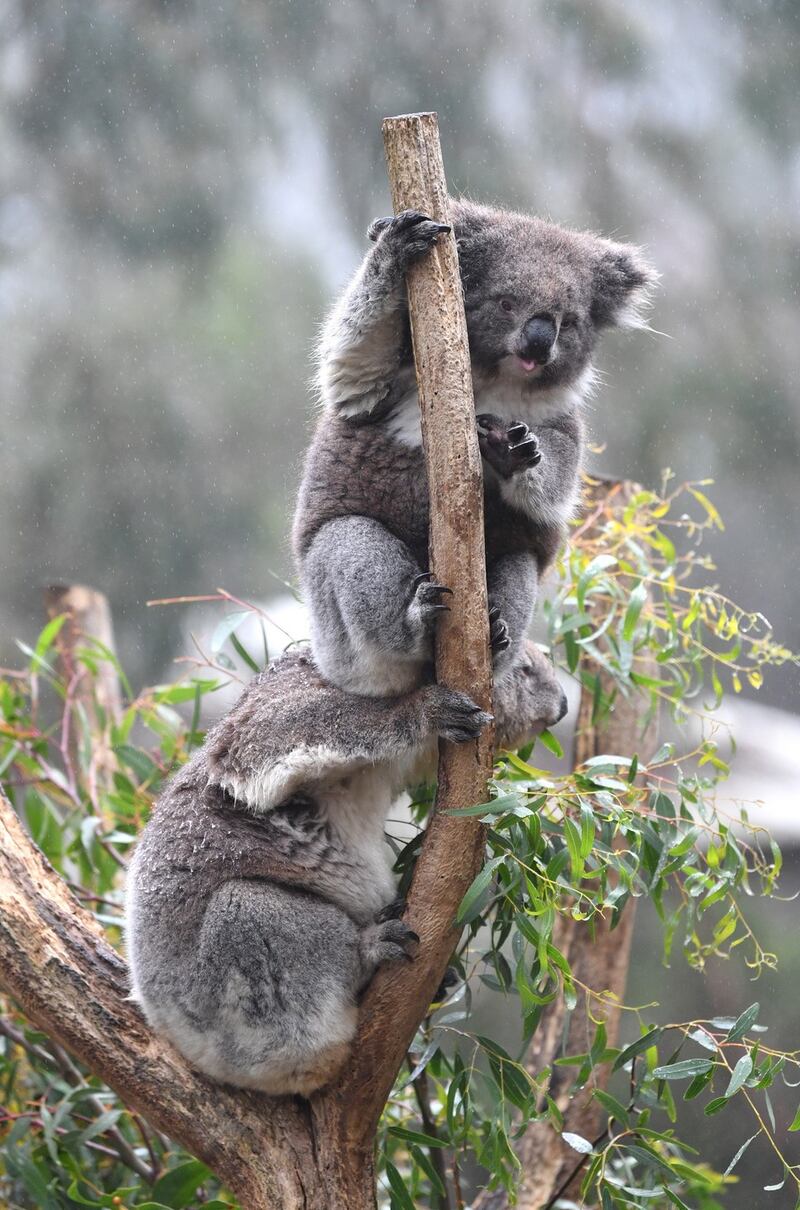Koalas are seen at the Koala enclosure at Cleland Wildlife Park in Adelaide. Photograph: David Mariuz/EPA
