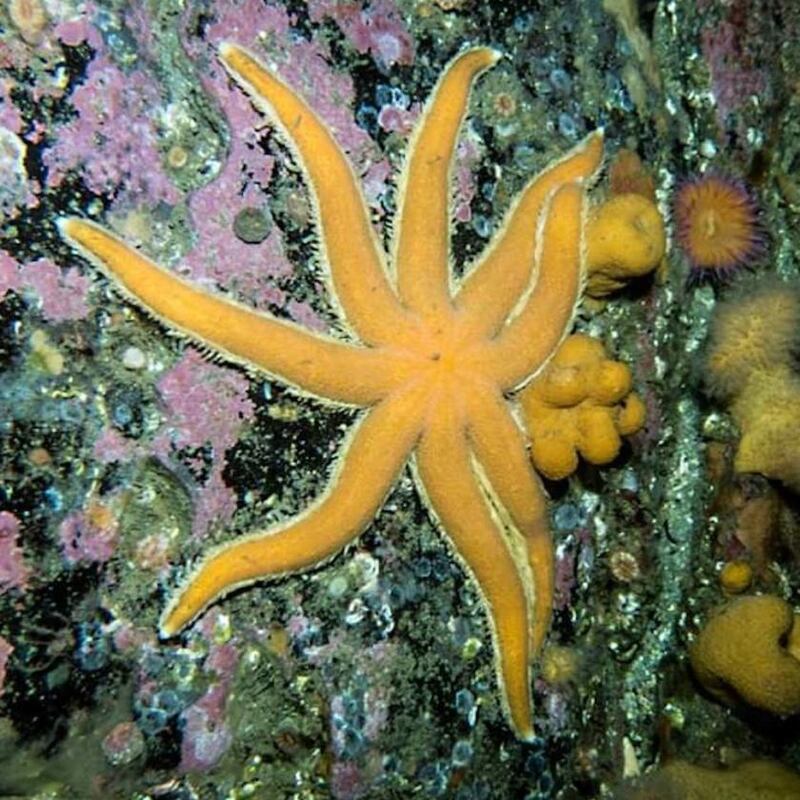 Starfish often lose an arm to predators, and can grow a new one
