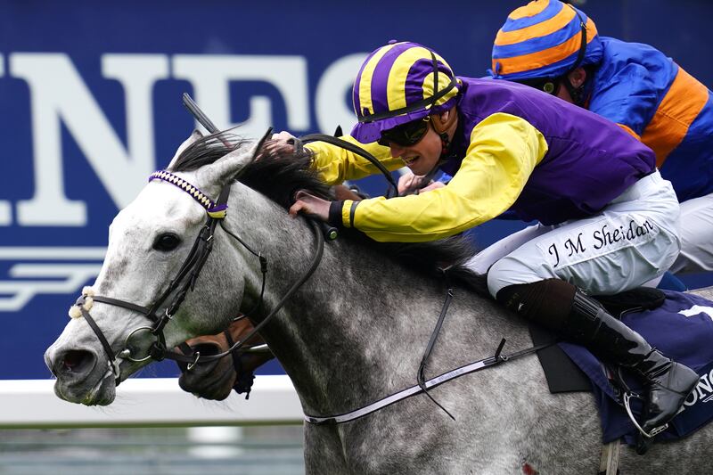 Princess Zoe will be for sale as a wild-card entry in the Tattersalls December Mares sale later this month. Photograph: PA