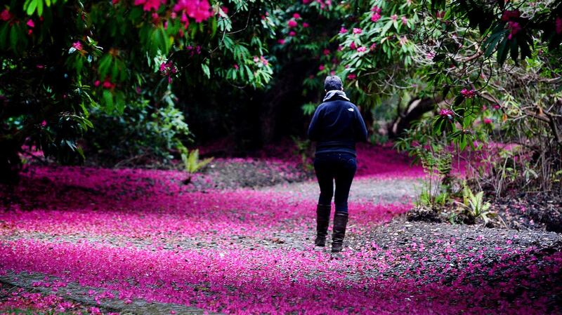 A visitor in the National Botanic Garden Kilmacurragh, Co Wicklow where the Rhododendron are in full flower. Photograph: Cyril Byrne/The Irish Times