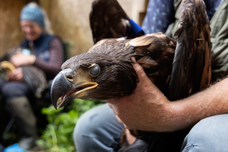 White-tailed sea eagles can weigh up to 6kg. Photograph: Chris Maddaloni

