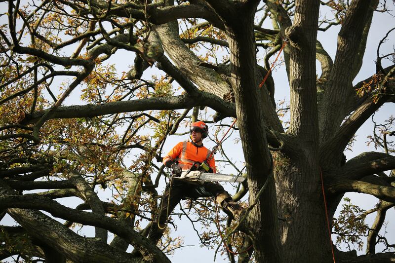 Wes is pictured at work on an oak tree in Glasnevin Cemetery Dublin. Photo: Bryan O'Brien

