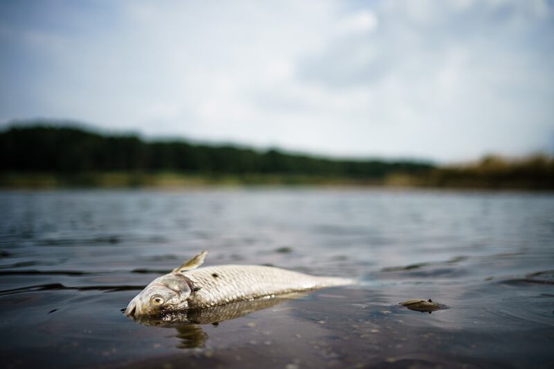 A dead fish floats in the water of the Oder river, in Frankfurt. The Oder is suffering from an environmental disaster and dead fish are washing up on the river banks. Photograph: Clemens Bilan/EPA-EFE