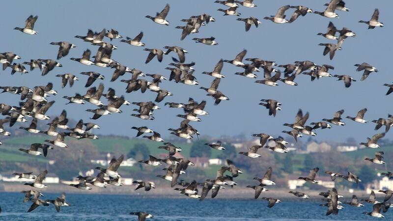 Castle Espie Wildfowl and Wetlands Centre, which Paddy Mackie helped to establish.