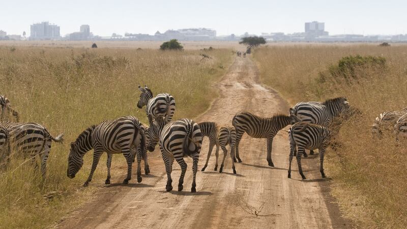 Nairobi National Park is a must for anyone visiting the city. Photograph: Getty Images