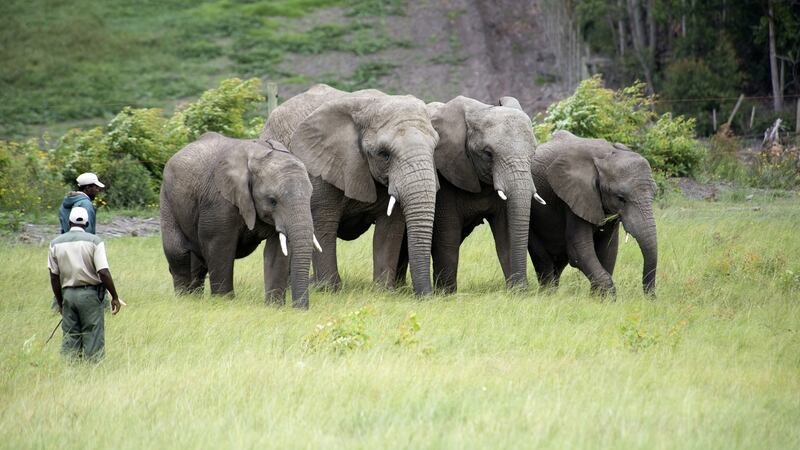 Wildlife rangers working with captive African elephants in the Western Cape South Africa. Photograph: UIG via Getty Images