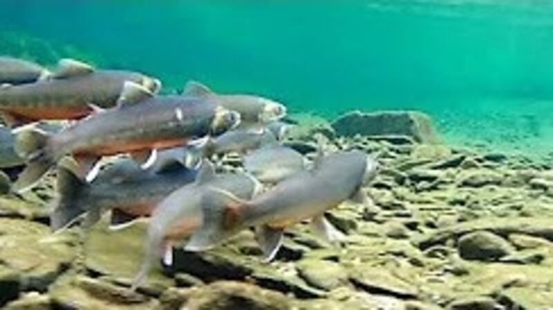 The Arctic Char can be found in a few deep freshwater lakes in Wales.