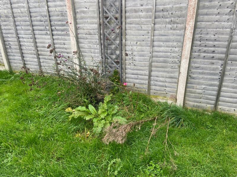 Neglected flower beds. Photograph: Jennifer Cosgrove
