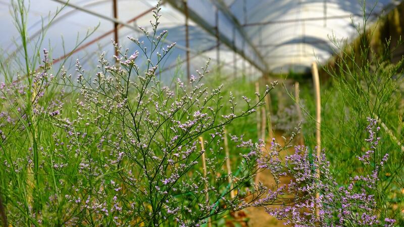 Growing in an Irish climate, with a little help from a polytunnel