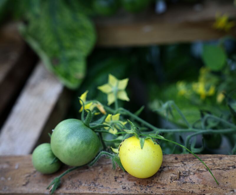 Tomatoes grown by Andrew Walker in his allotment. Photograph: Laura Hutton