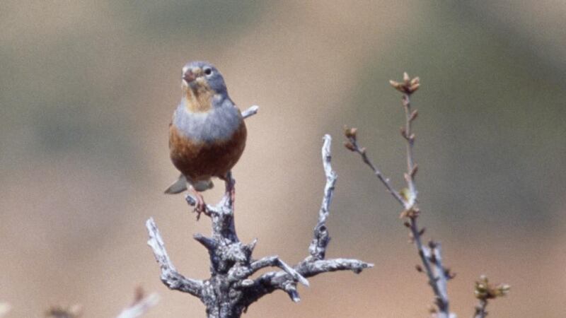 French delicacy: an ortolan. Photograph: De Agostini/Getty