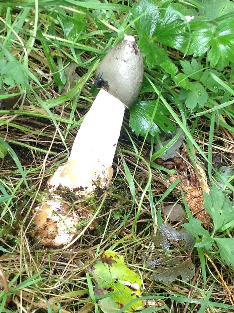This priapic toadstool is growing in our garden. Photograph: Dave Atherton