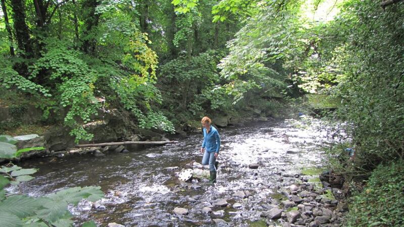 Survey: Kate Ruddock of the Irish Wildlife Trust watching for otters on the River Dodder near Templeogue, in Dublin. Photograph: Paddy Woodworth