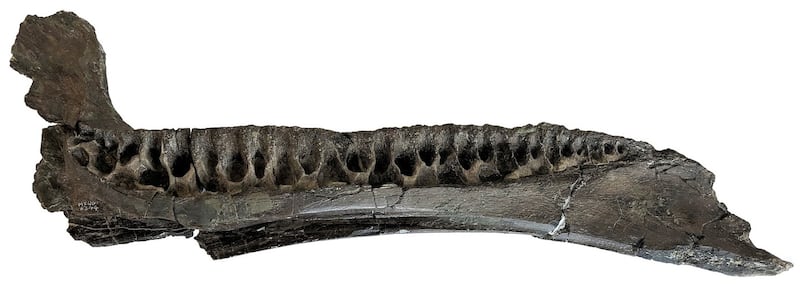 The left dentary jaw of the Brighstoneus simmondsi. Photograph: Jeremy Lockwood/University of Portsmouth/PA