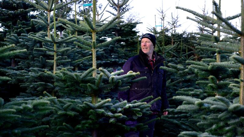 Christy Kavanagh at Kavanaghs Christmas Tree farm in Newtownmountkennedy, Co Wicklow. Photograph: Cyril Byrne