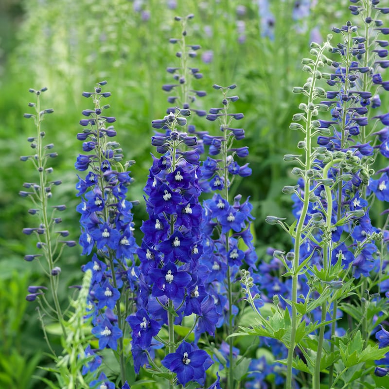 Delphiniums growing in an Irish garden. Photograph: Richard Johnston