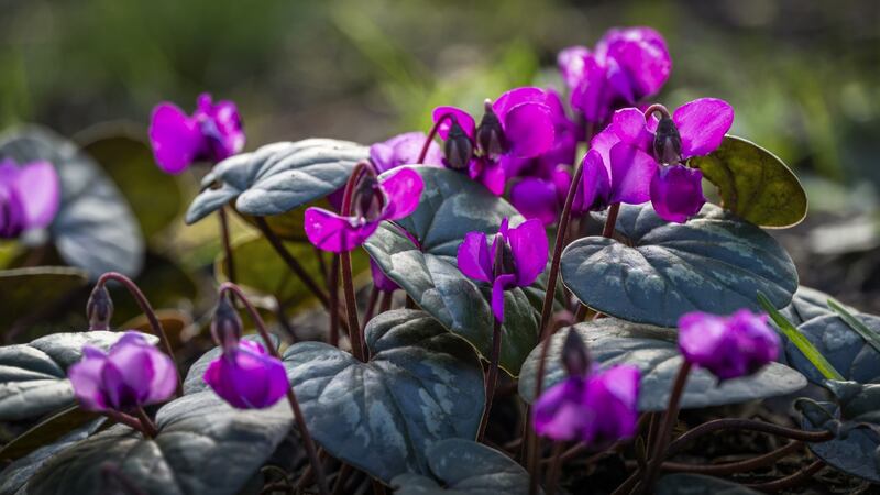 A  group of bright purple yclamen coum caucasicum.