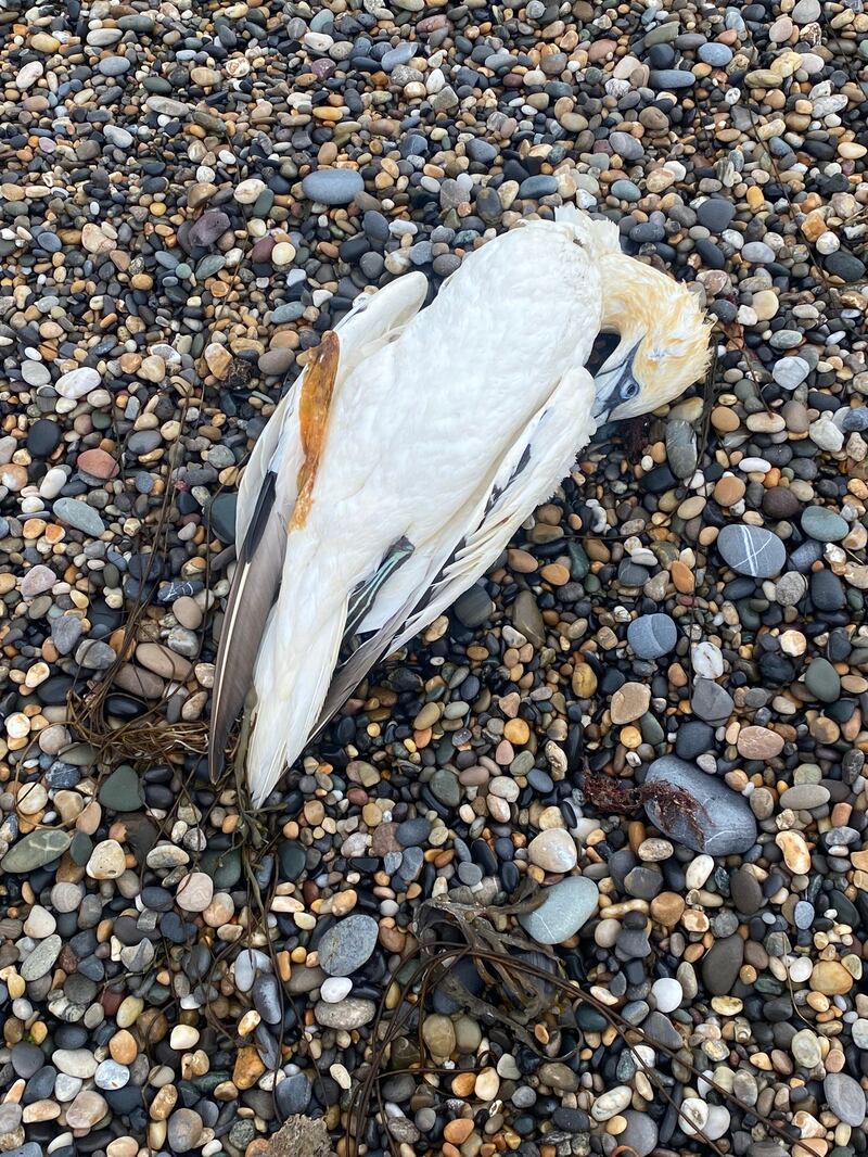 A dead gannet on Kilcoole Beach, Co Wicklow. Photograph: BirdWatch Ireland