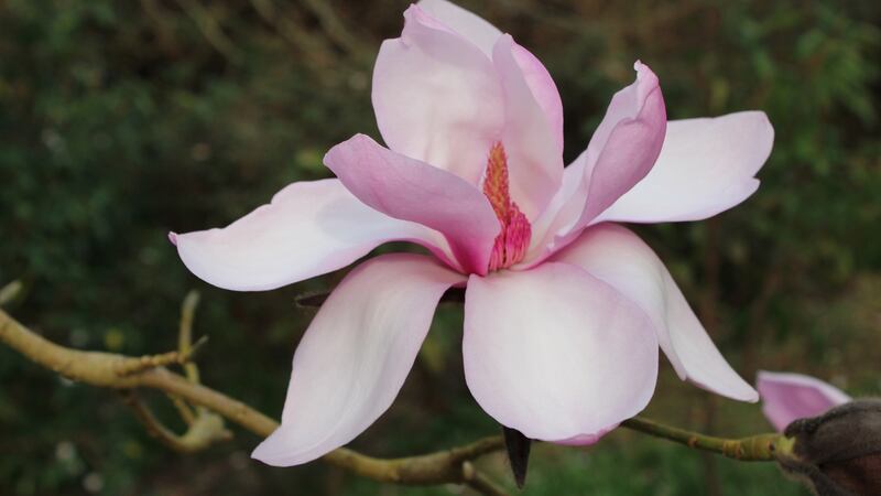 Magnolias at Mount Congreve