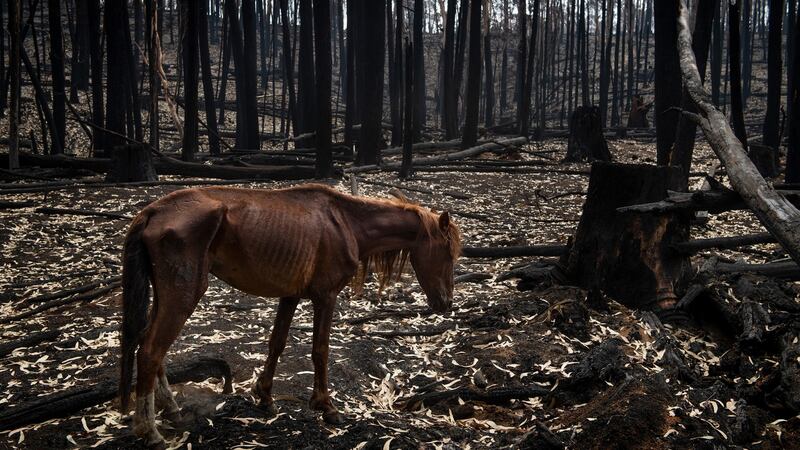 A malnourished wild horse in  Bago State Forest. on Friday. Photograph: Matthew Abbott/The New York Times
