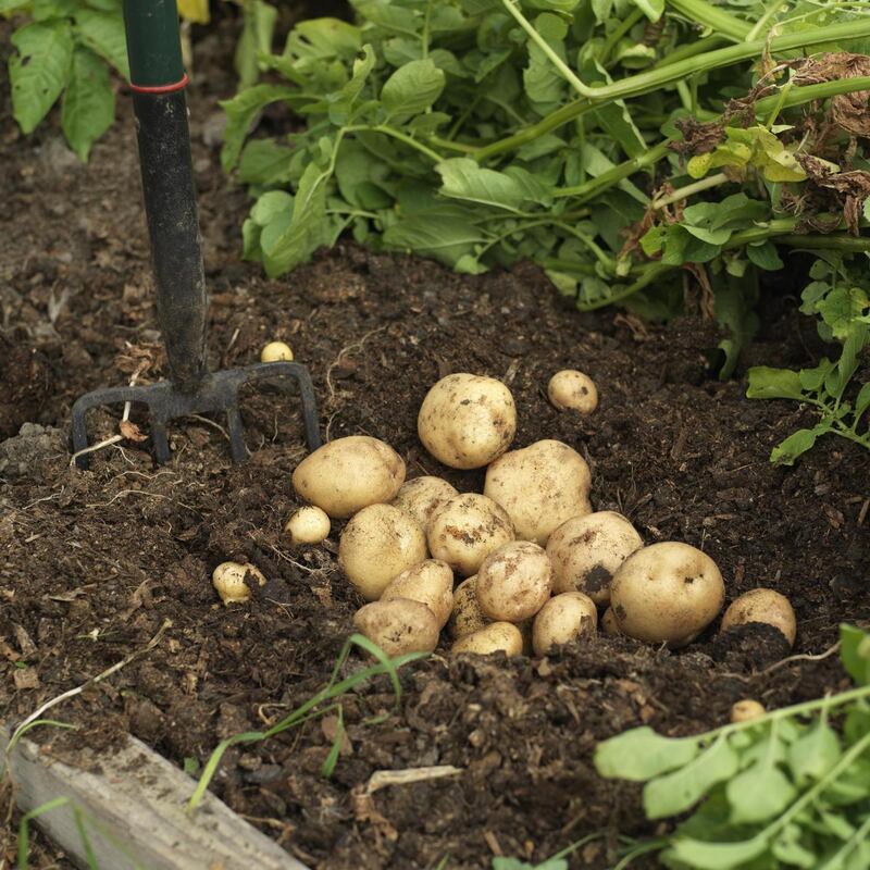 Freshly harvested potatoes. Photograph: Richard Johnston