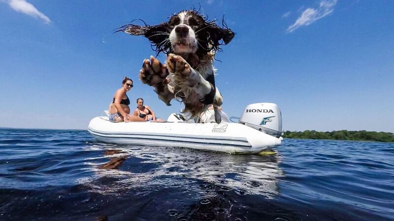 Incoming springer spaniel. Photograph: Louis Smith