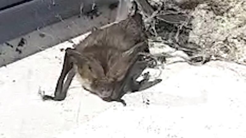 A brown long-eared bat in Meath.