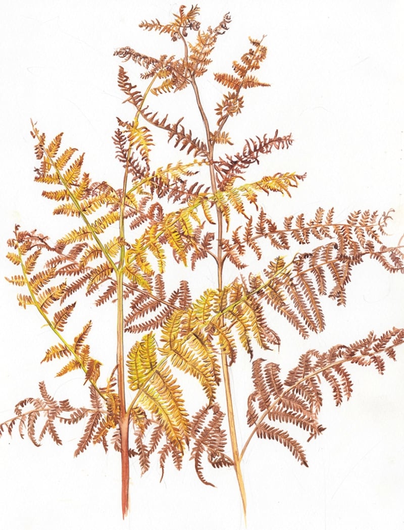 October's fern illustration in the 2023 Kilcoe Studio calendar by the botanical artist Sonial Caldwell