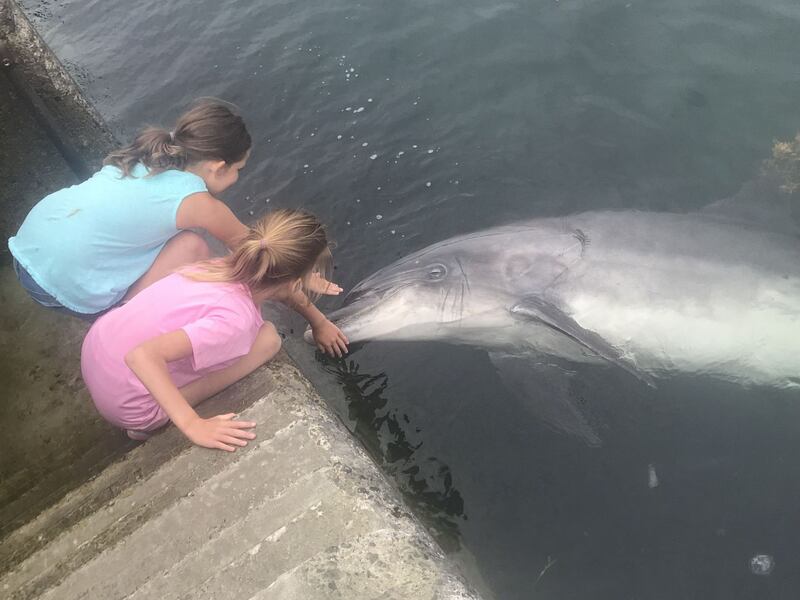 Dusty the Dolphin at Doolin Pier, Co Clare. She came up to the girls and rolled over for a belly rub, an epic moment, never to be forgotten. Photograph: Jackie Doherty