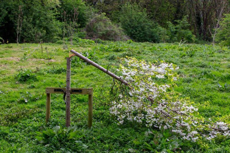 It is believed that a battery-powered electric saw was used to cut through most of the trunks before they were forced over and snapped. Photograph: Tom Honan