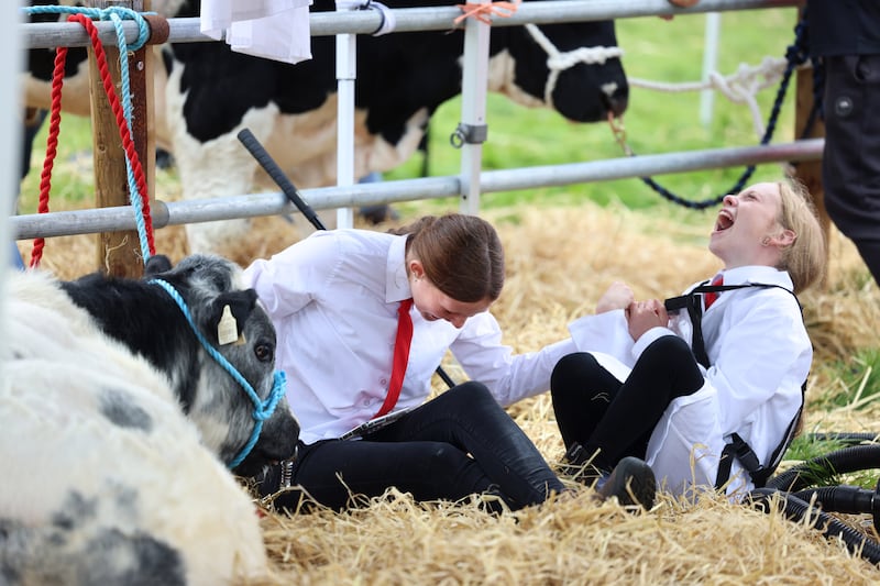 Having a laugh: Katie Lordan and Chloe Hegarty, from West Cork, with Nohoval Titan, a Belgian Blue Calf, at the Tullamore Show. Photograph: Dara Mac Dónaill/The Irish Times