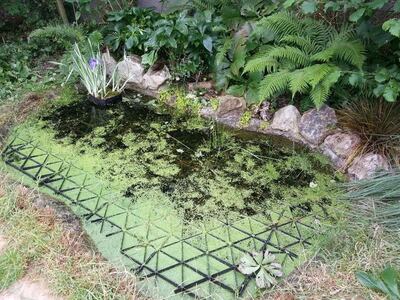 Wildlife pond with health and safety mesh at St Brigid's National School in Stillorgan.